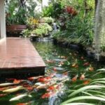 Xây dựng hồ cá Koi Nhật Bản