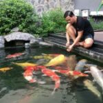 Thiết kế hồ cá Koi Nhật Bản